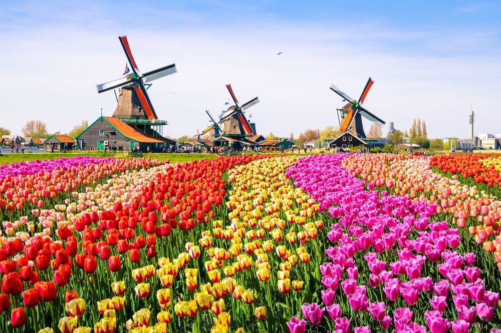 Na jaře kvete celé Nizozemí. Nejoblíbenější květinou je bezesporu tulipán