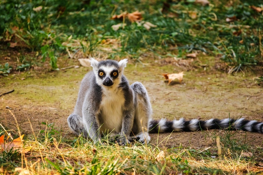 1. ZOO Wroclaw a Afrykarium