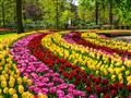 9. Květinový park Keukenhof s návštěvou Amsterdamu