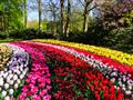 6. Květinový park Keukenhof s návštěvou Amsterdamu