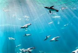 12. ZOO Wroclaw a Afrykarium