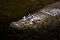 15. ZOO Wroclaw a Afrykarium